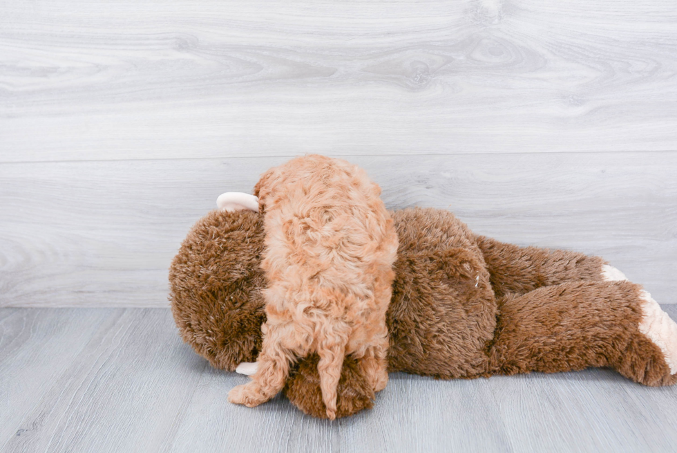 Funny Cavapoo Poodle Mix Pup