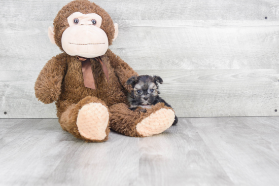 Morkie Pup Being Cute