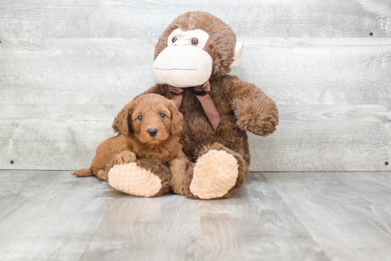 Little Golden Retriever Poodle Mix Puppy