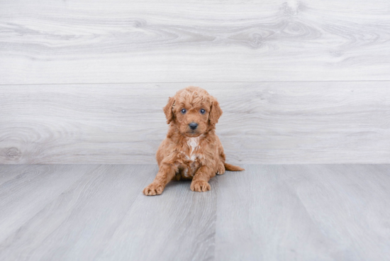 Sweet Mini Goldendoodle Baby