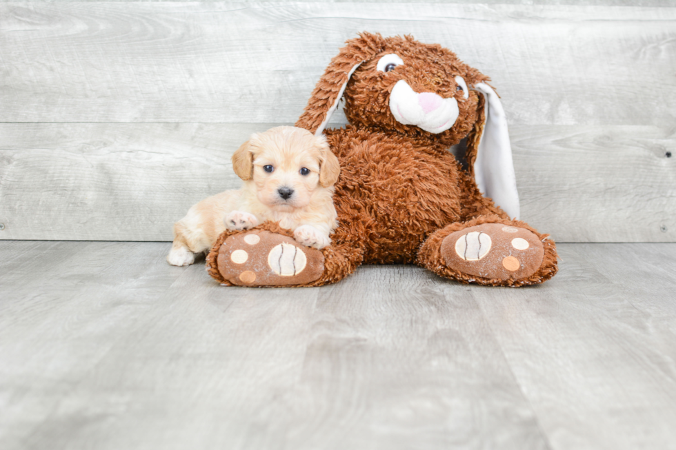 Smart Cavachon Designer Pup