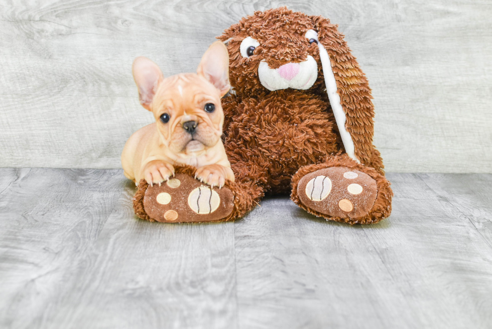 French Bulldog Pup Being Cute