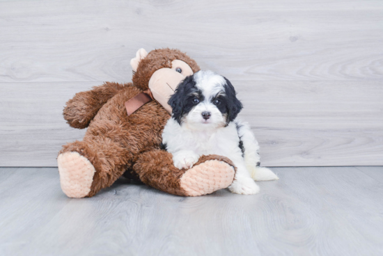 Small Mini Bernedoodle Baby