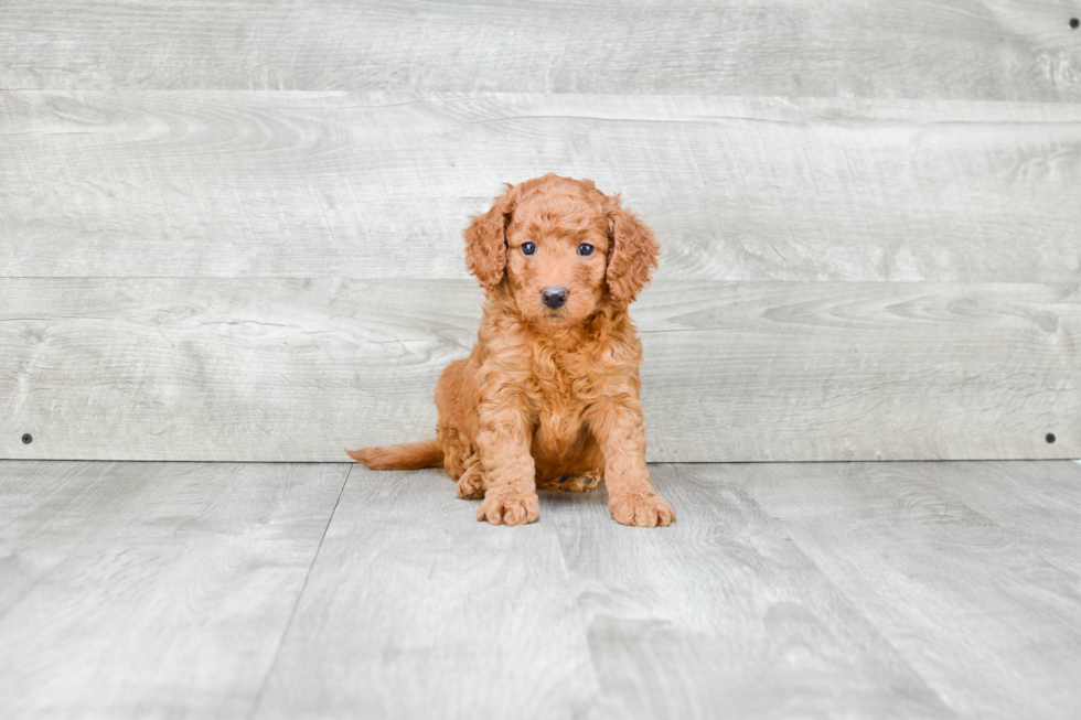 Hypoallergenic Golden Retriever Poodle Mix Puppy