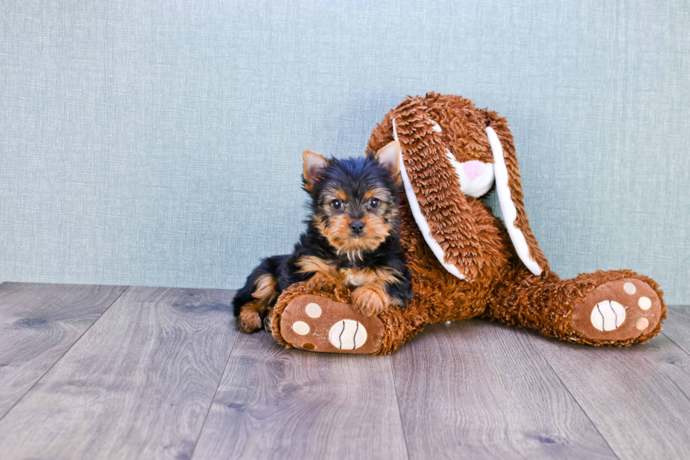 Meet Victoria - our Yorkshire Terrier Puppy Photo 