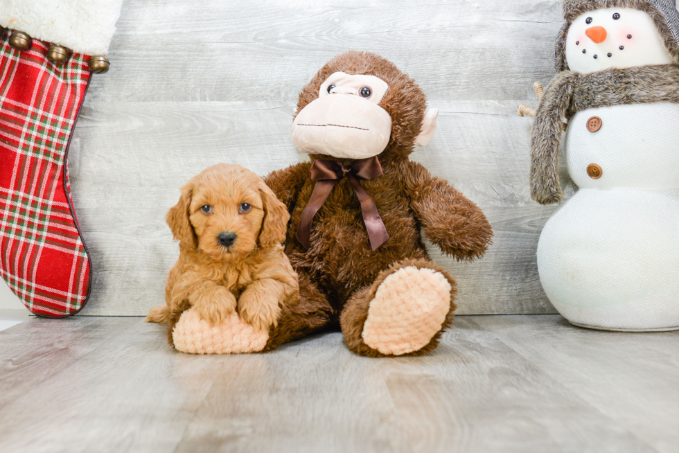 Popular Mini Goldendoodle Poodle Mix Pup