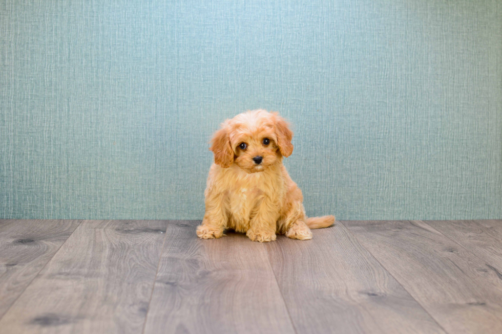 Playful Cavoodle Poodle Mix Puppy