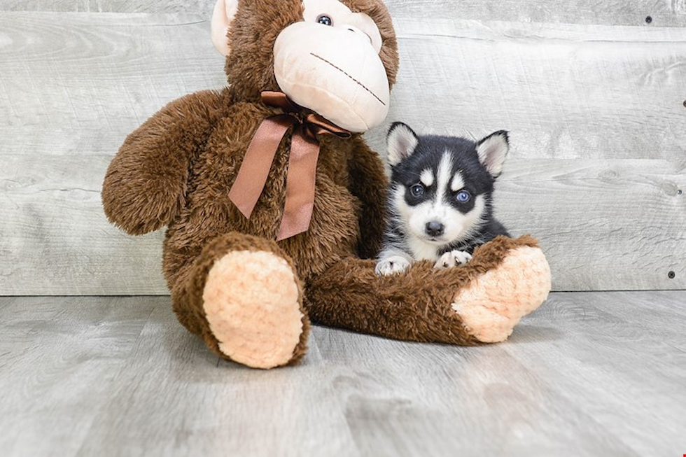 Smart Pomsky Designer Pup