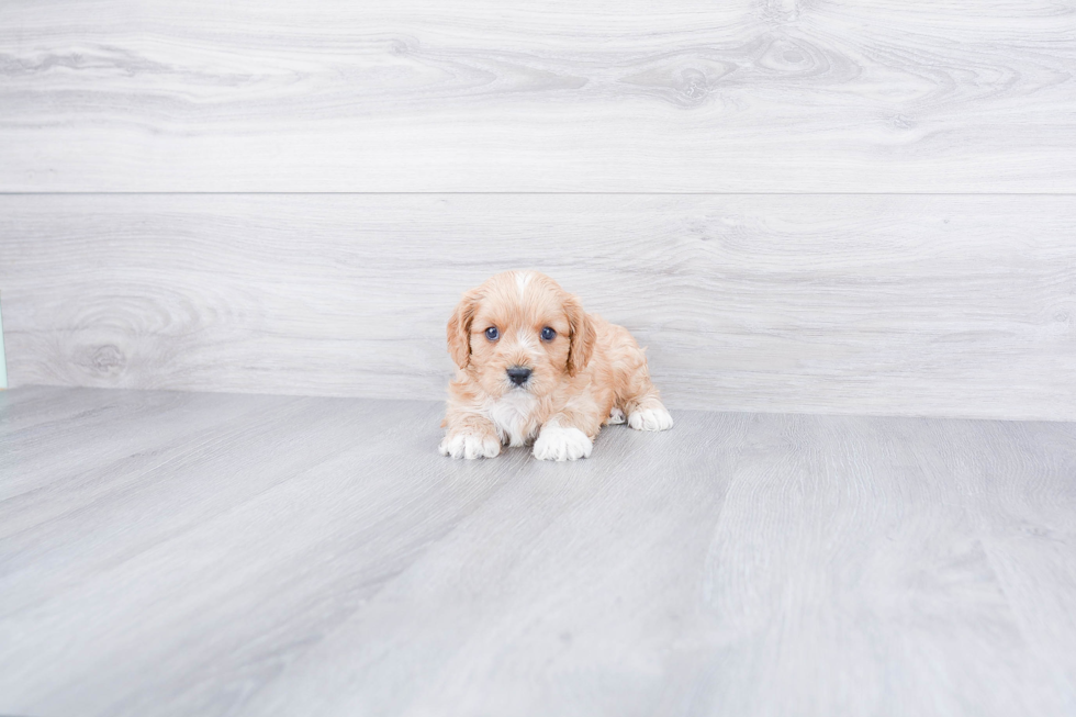 Sweet Cavapoo Baby