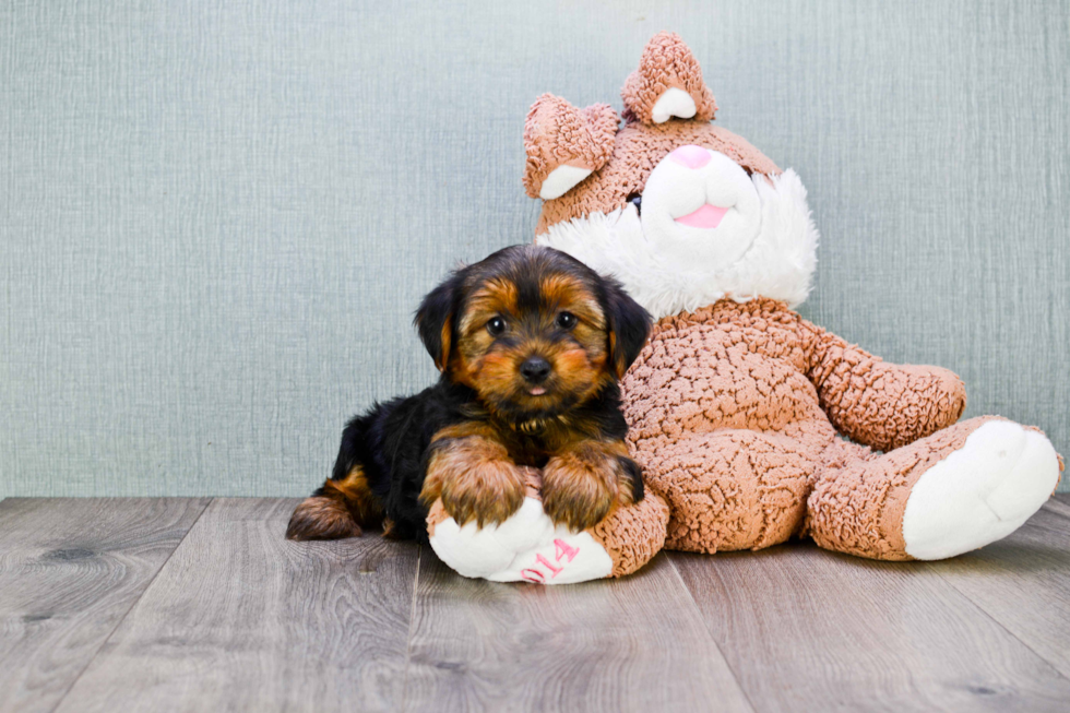 Meet Snickers - our Yorkshire Terrier Puppy Photo 