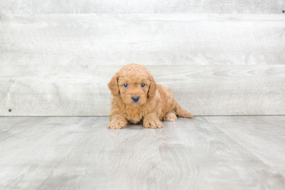 Sweet Mini Goldendoodle Baby