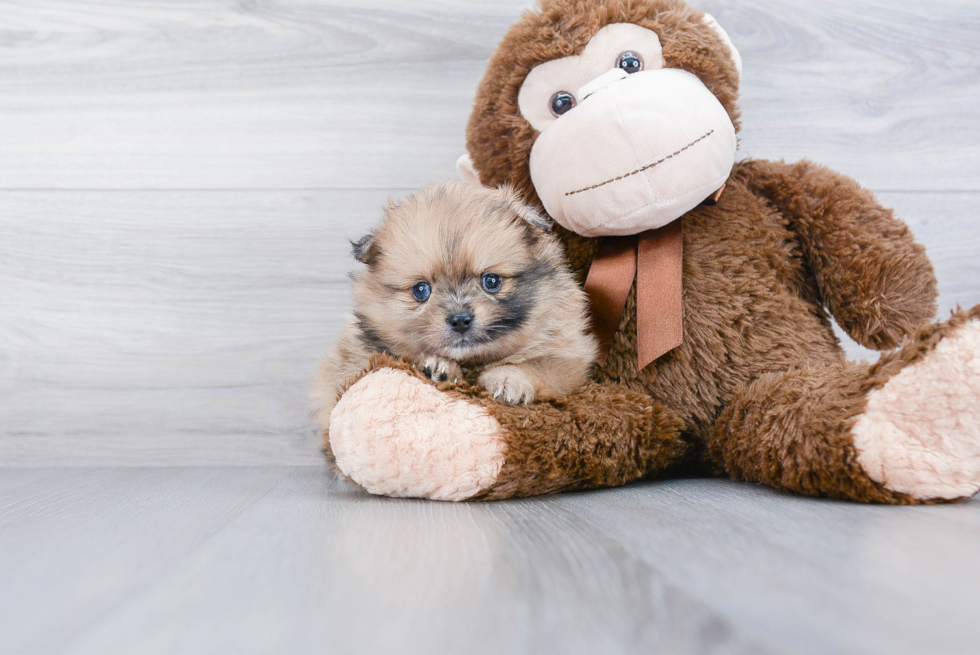 Playful Pomeranian Purebred Pup