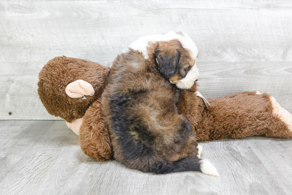 Best Mini Bernedoodle Baby