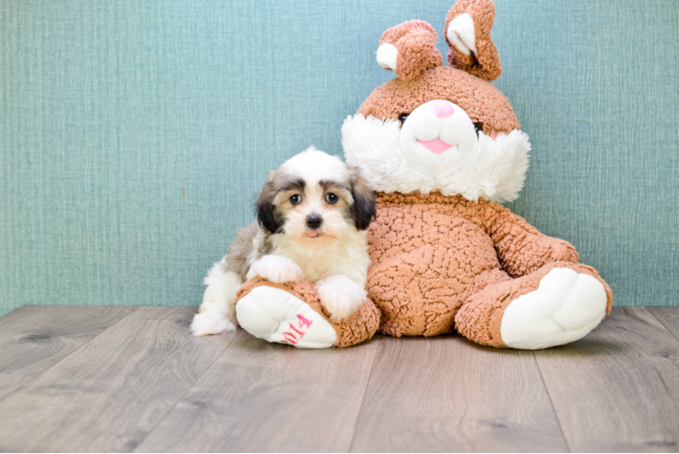 Funny Havanese Baby