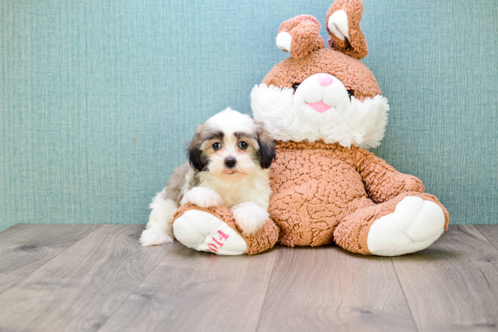 Funny Havanese Baby