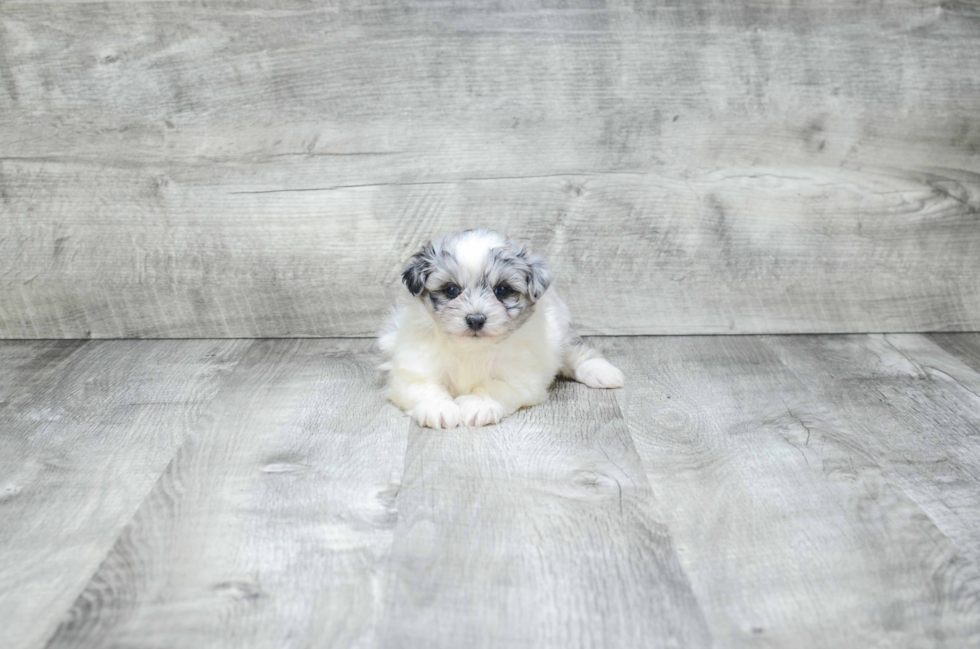 Playful Pomeranian Purebred Pup