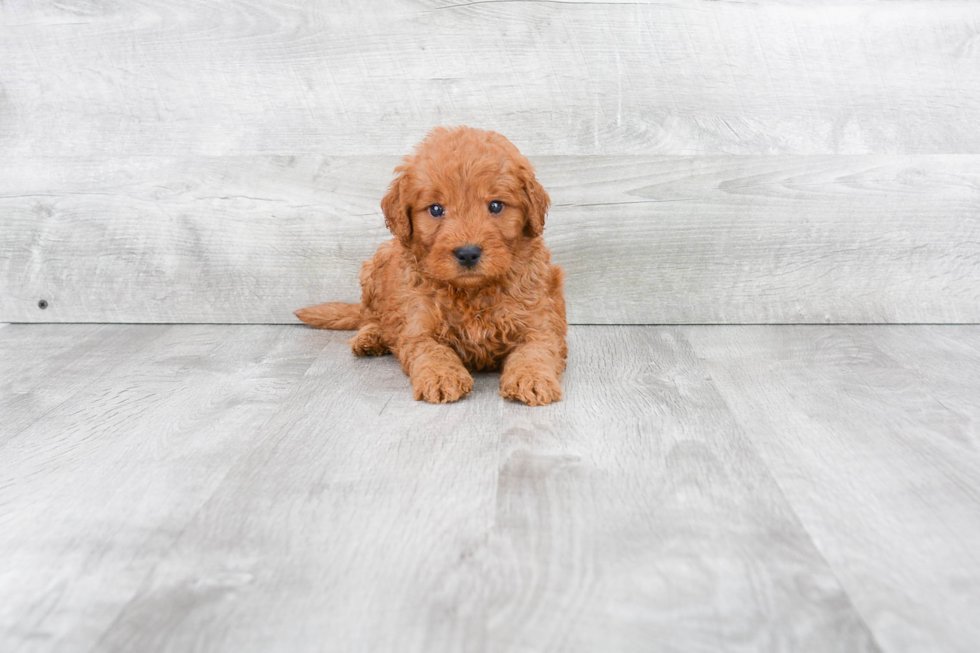 Mini Goldendoodle Pup Being Cute