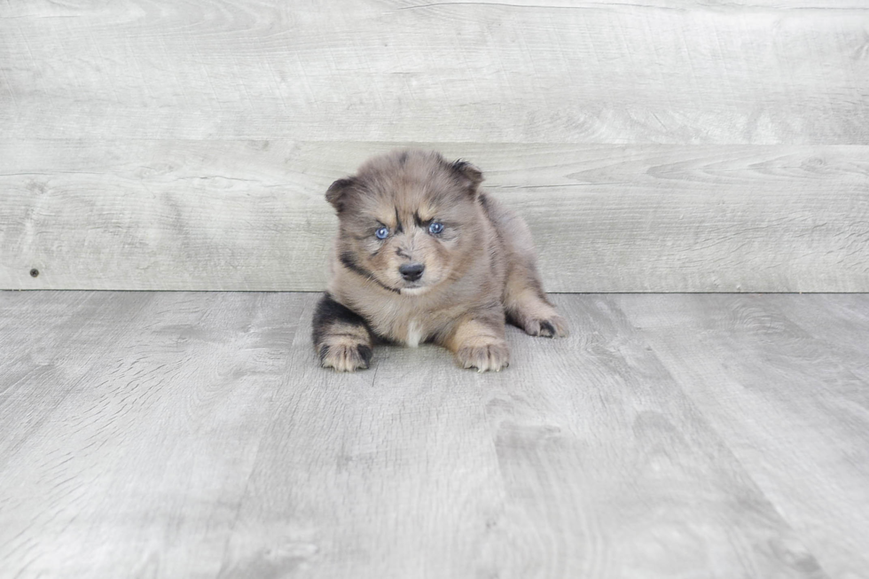 Best Pomsky Baby