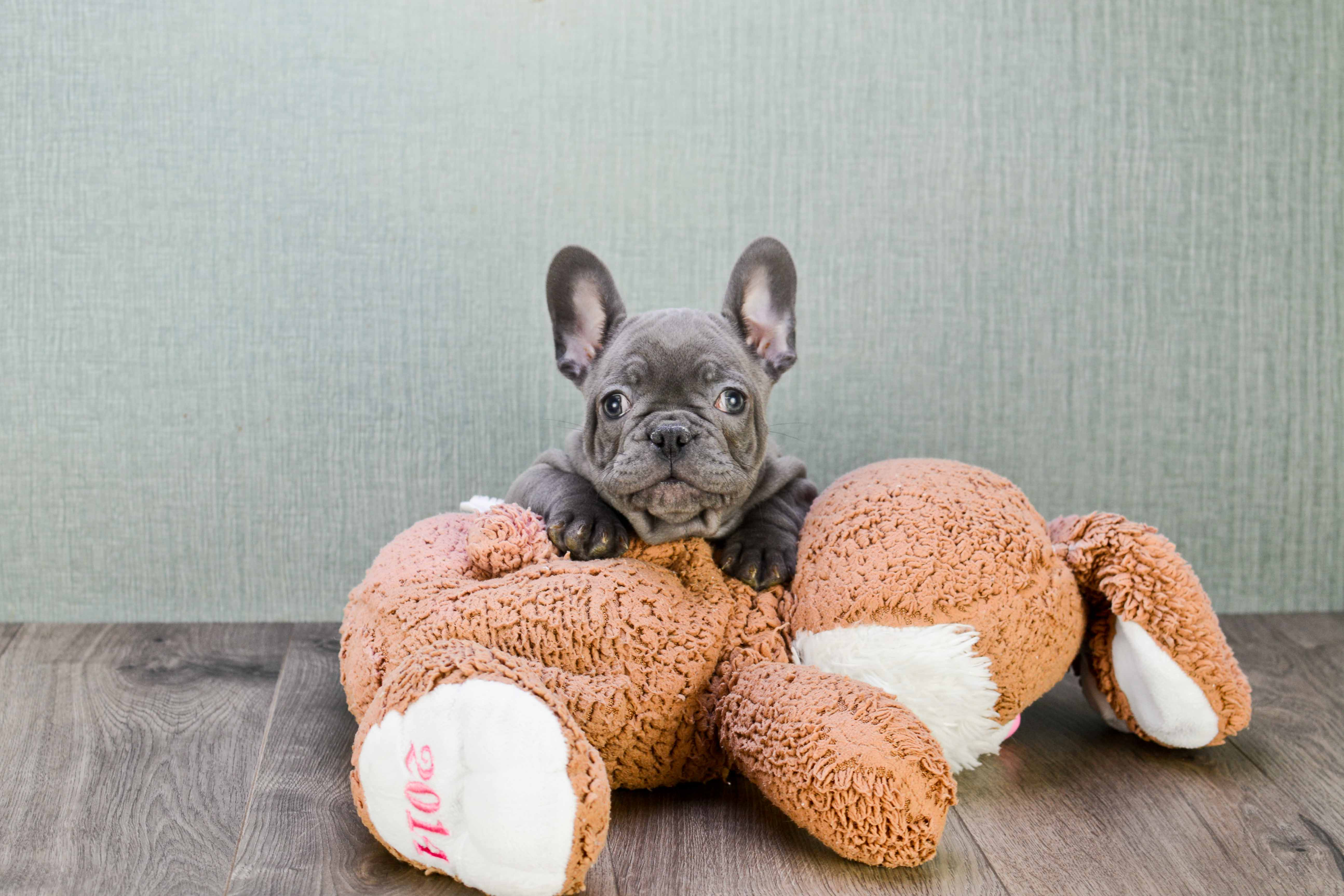 Cute Frenchie Purebred Puppy