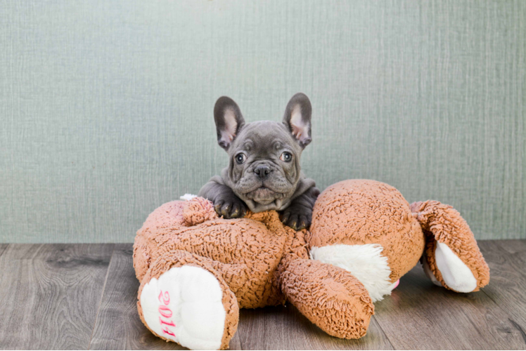 Cute Frenchie Purebred Puppy