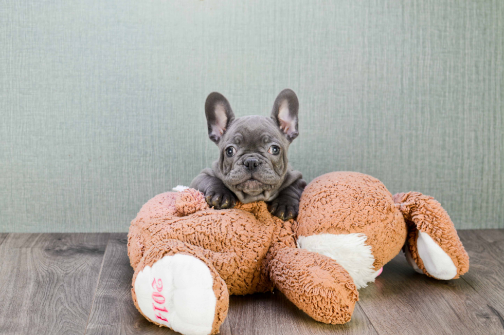 Cute Frenchie Purebred Puppy