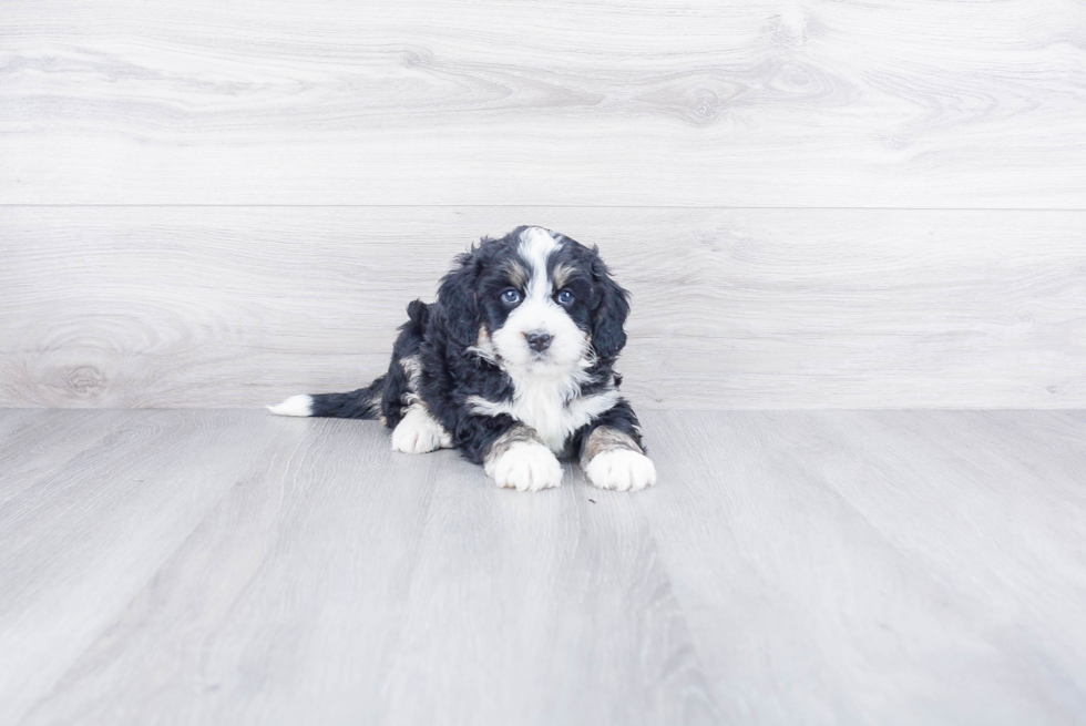 Small Mini Bernedoodle Baby