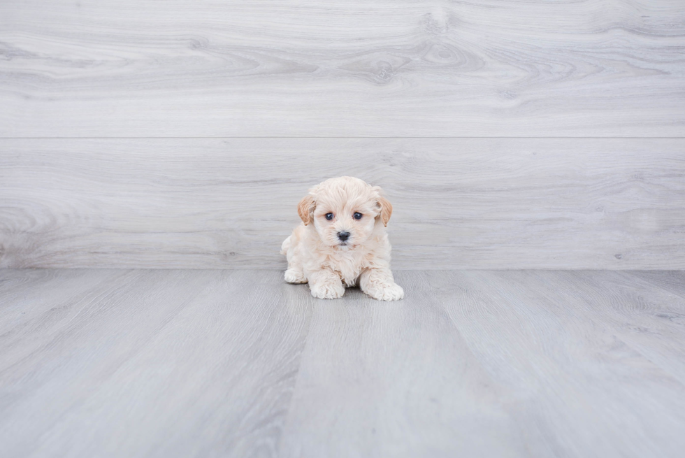 Maltipoo Puppy for Adoption