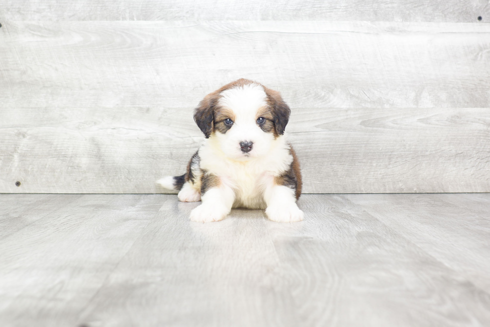 Best Mini Bernedoodle Baby