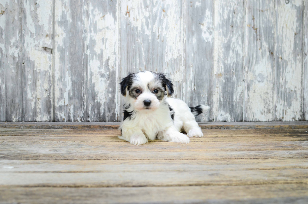 Morkie Puppy for Adoption