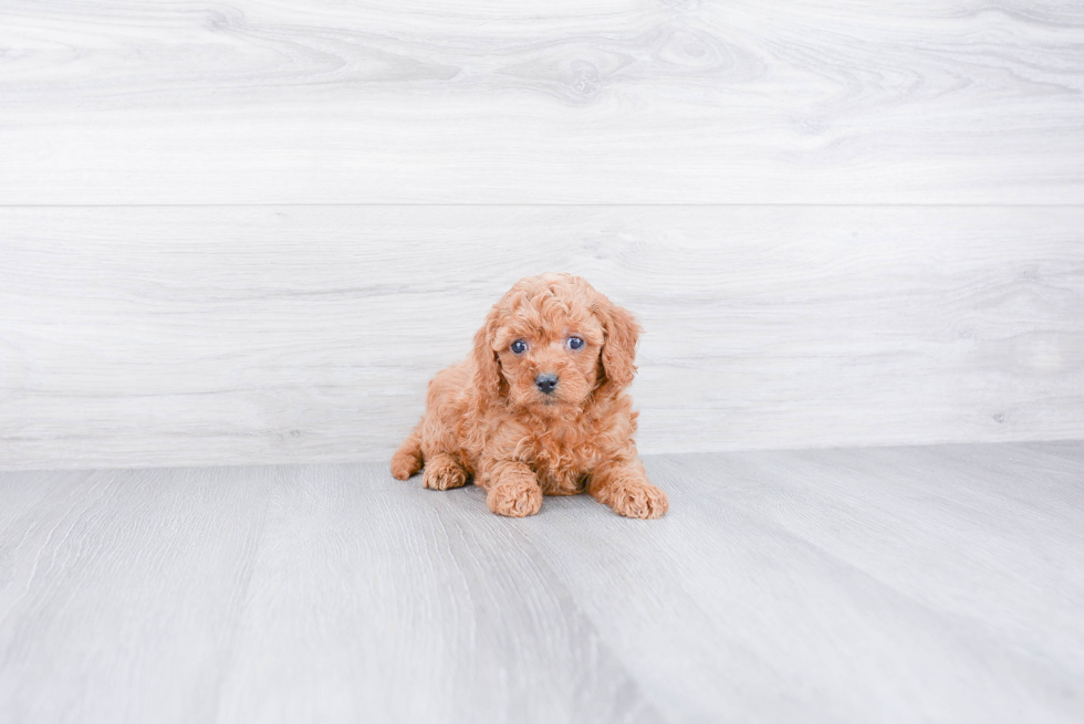 Cute Cavapoo Baby