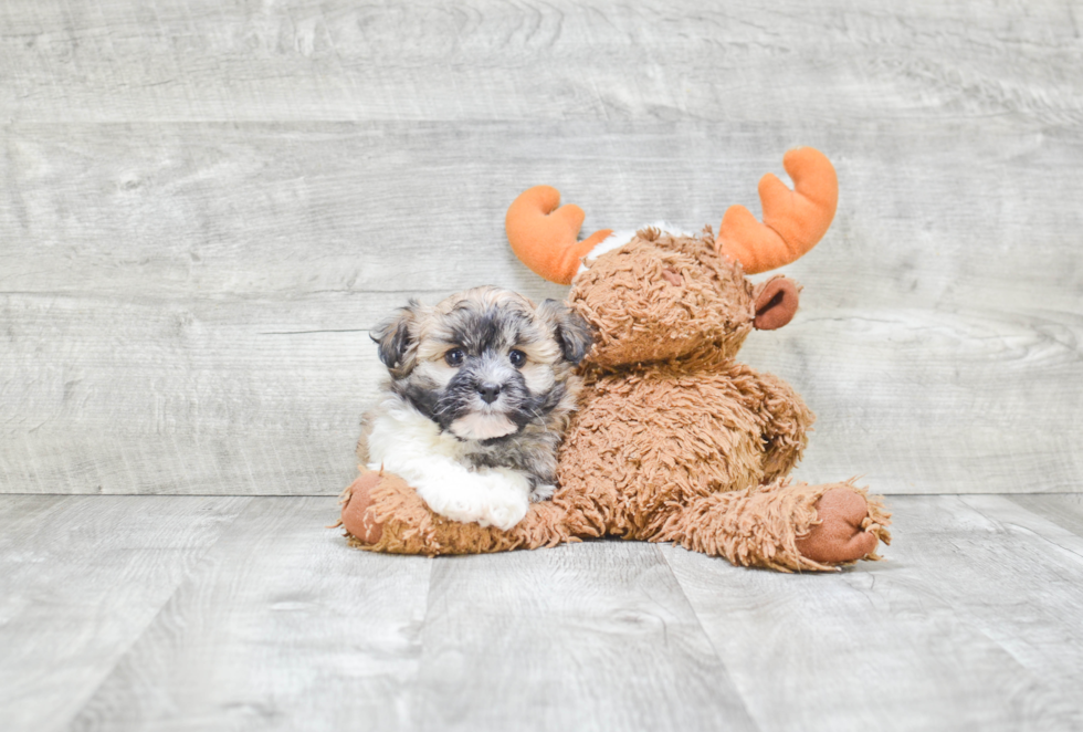 Popular Havanese Purebred Pup