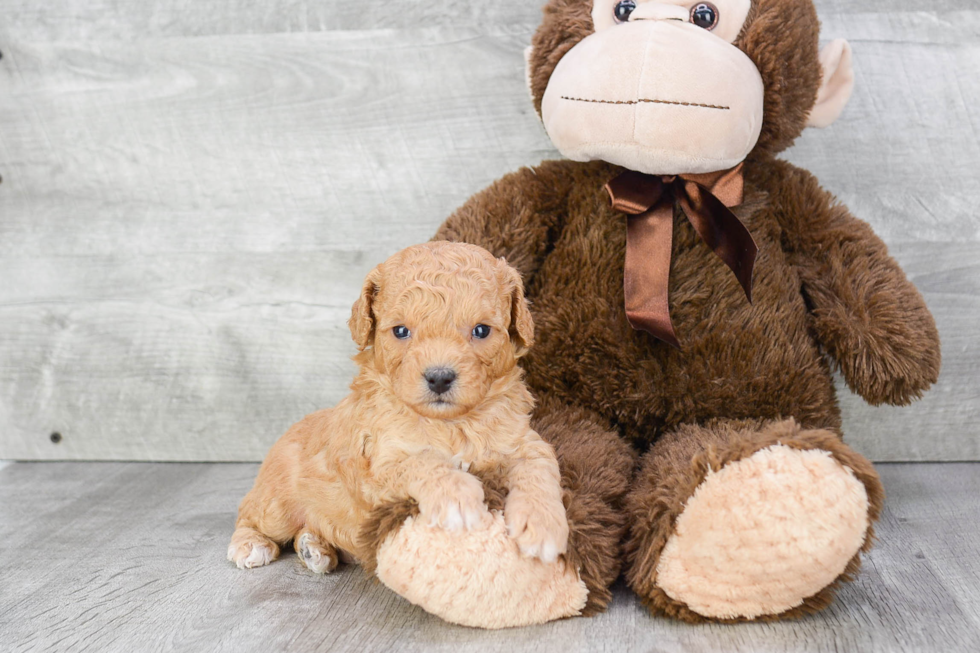Cavapoo Pup Being Cute