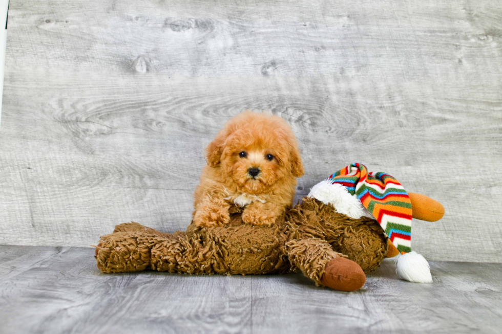 Maltipoo Pup Being Cute