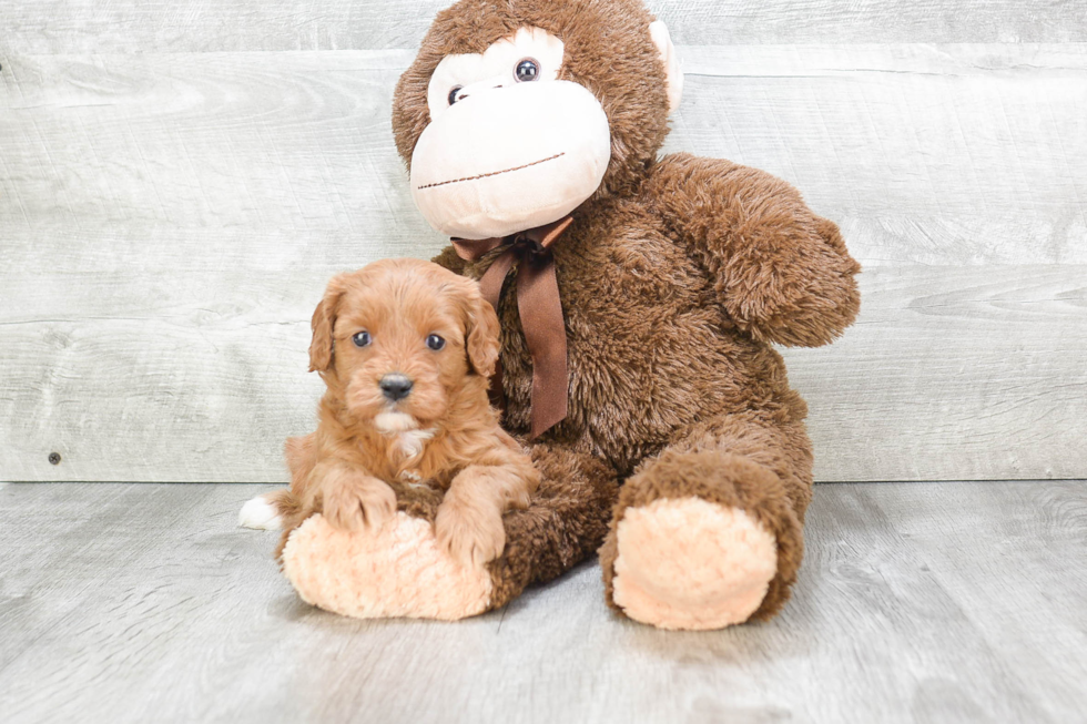 Adorable Cavoodle Poodle Mix Puppy