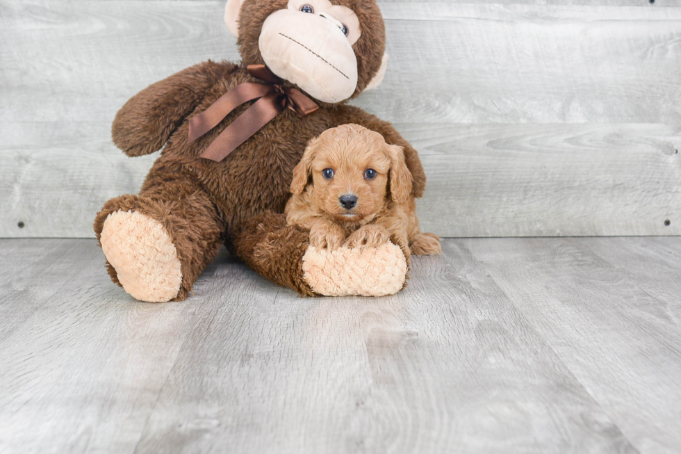 Hypoallergenic Cavoodle Poodle Mix Puppy