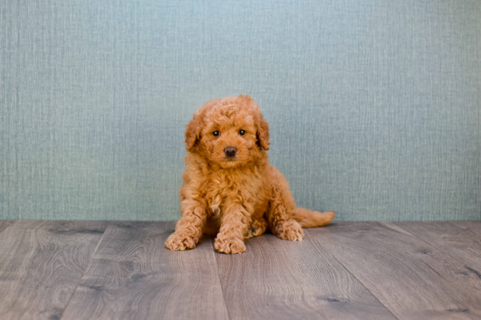 Petite Mini Goldendoodle Poodle Mix Pup