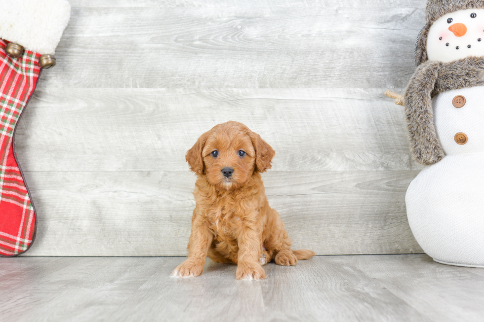 Cavapoo Pup Being Cute