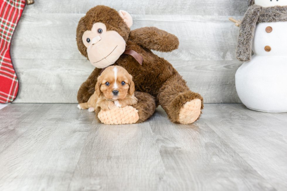 Best Cavalier King Charles Spaniel Baby