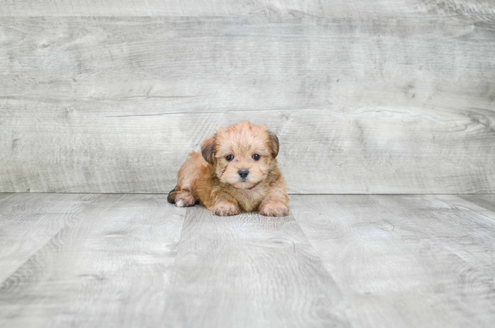 Small Morkie Baby