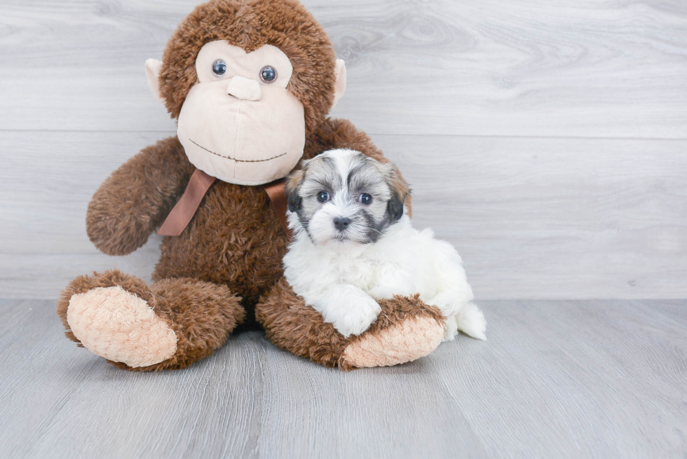 Hypoallergenic Havanese Purebred Pup