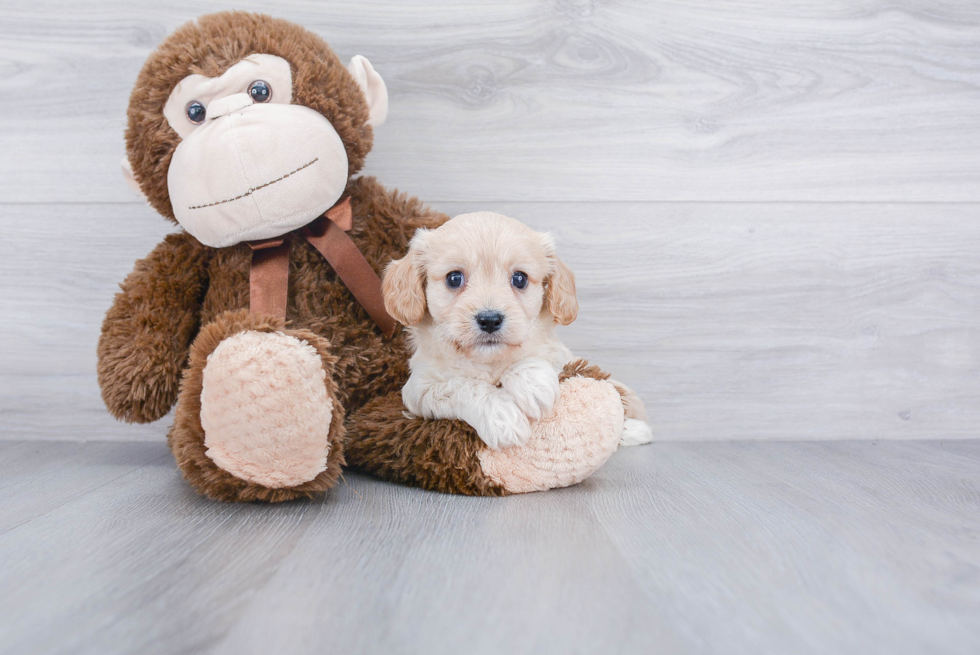 Sweet Cavachon Baby