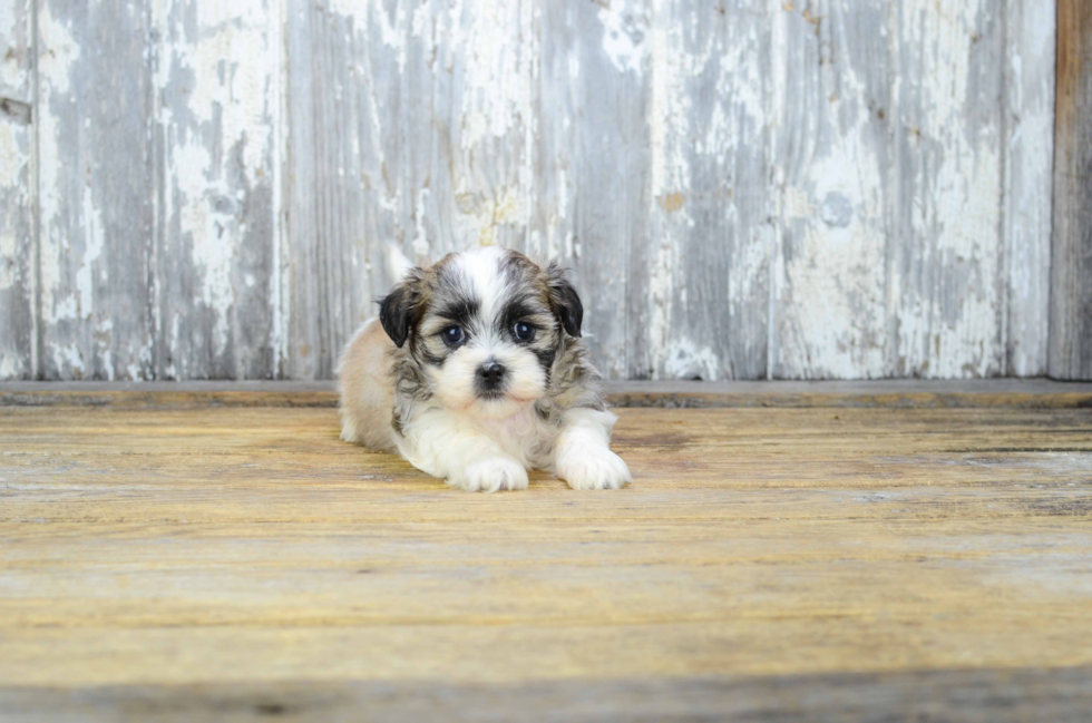 Hypoallergenic Shichon Designer Puppy