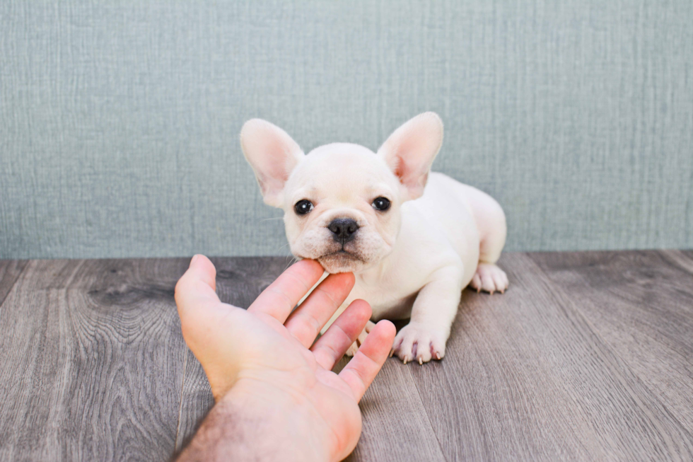 French Bulldog Puppy for Adoption