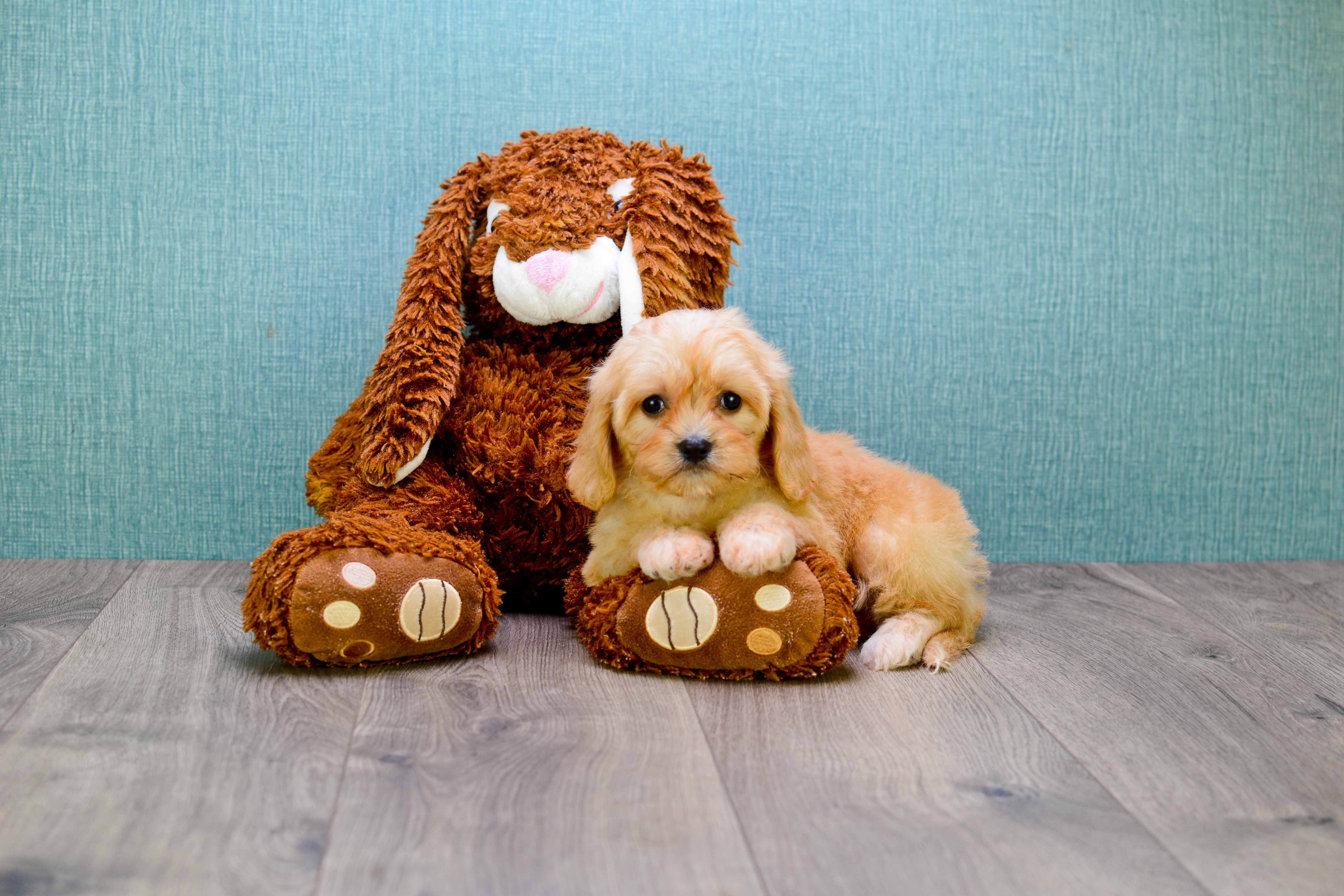 Cavachon Puppy for Adoption