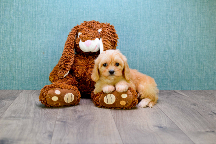 Cavachon Puppy for Adoption