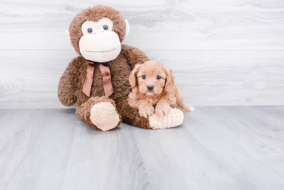 Best Cavapoo Baby