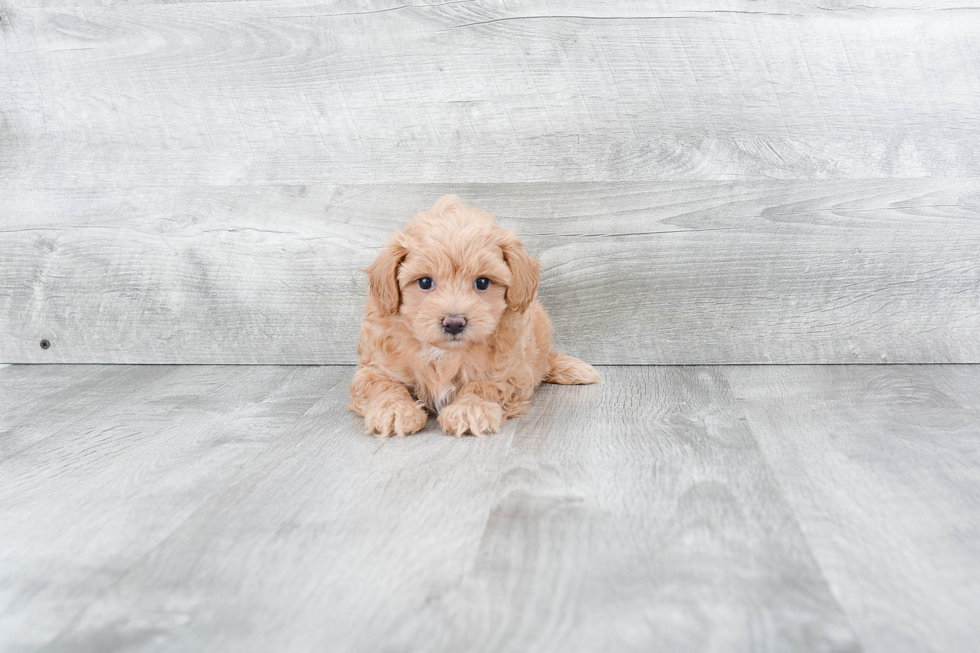 Best Maltipoo Baby