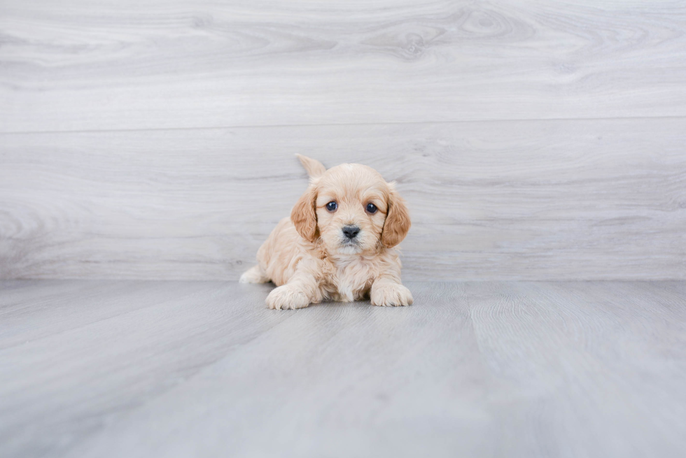 Cavapoo Pup Being Cute