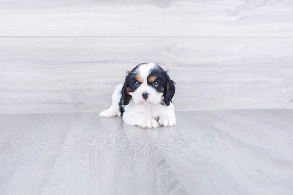 Cavalier King Charles Spaniel Puppy for Adoption
