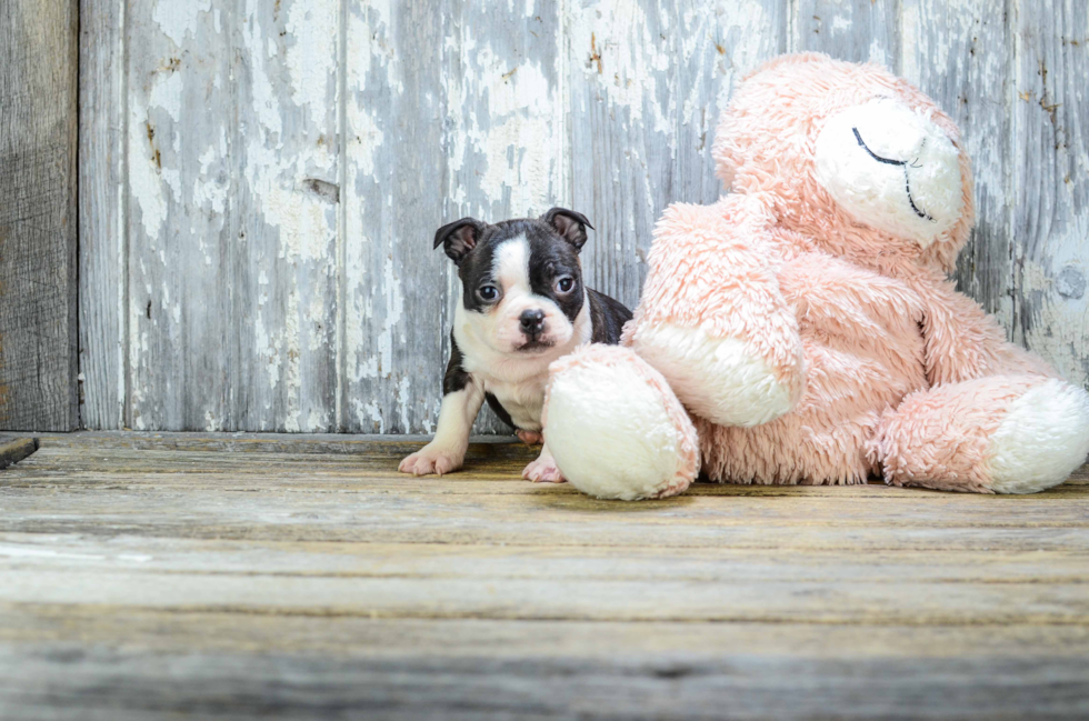 Petite Boston Terrier Purebred Puppy